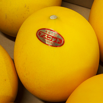 青森県産　アスコットメロン