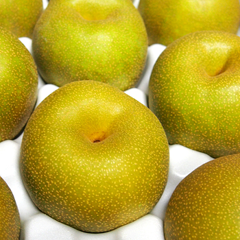 福岡八女産　幸水梨