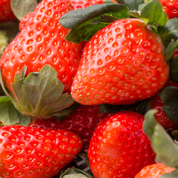 佐賀県産　さがほのか