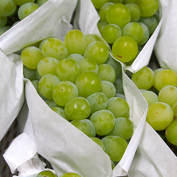 香川県産　マスカット　翠峰