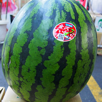 石川県産　金沢西瓜