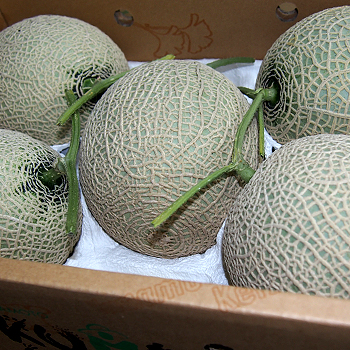 熊本産アールスメロン