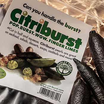 フィンガーライム