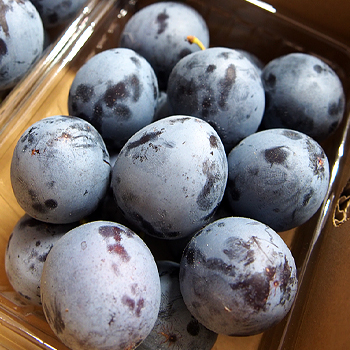 長野県産　プルーン