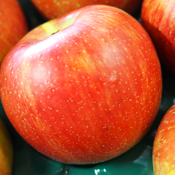 長野県産　サンつがる