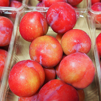 大石早生プラム