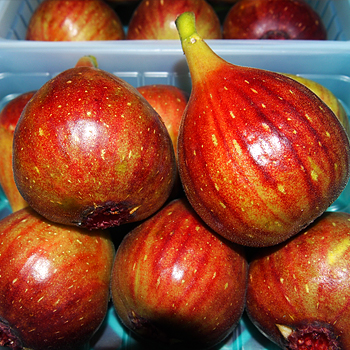 大阪府産　いちじく