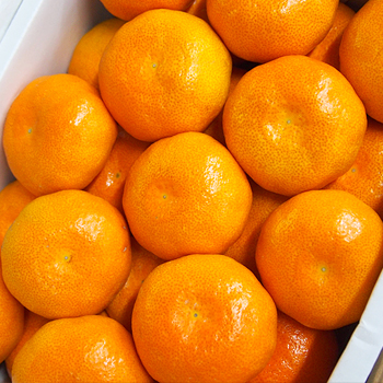 佐賀県産　ハウスみかん　ギフト　2.5kg