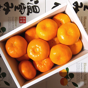 佐賀県産　温室みかん