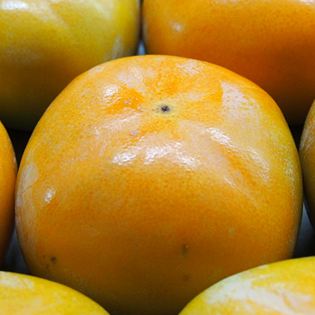 和歌山県産　たねなし柿