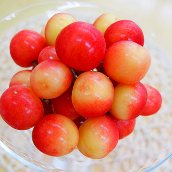 山形県産さくらんぼ　佐藤錦