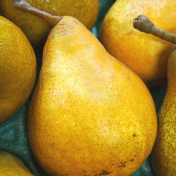 山梨県産　西洋梨　オーロラ