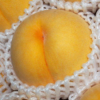 山梨県産　黄桃