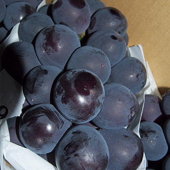 山梨県産　種無しピオーネ