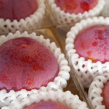 山梨県産　プラム　貴陽